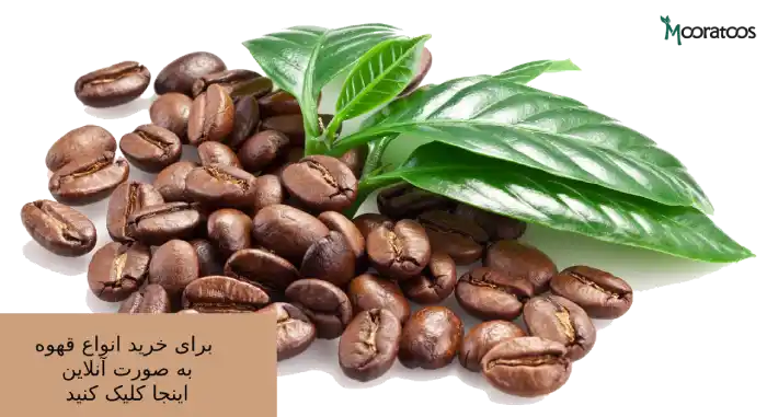 آشنایی با انواع دانه قهوه